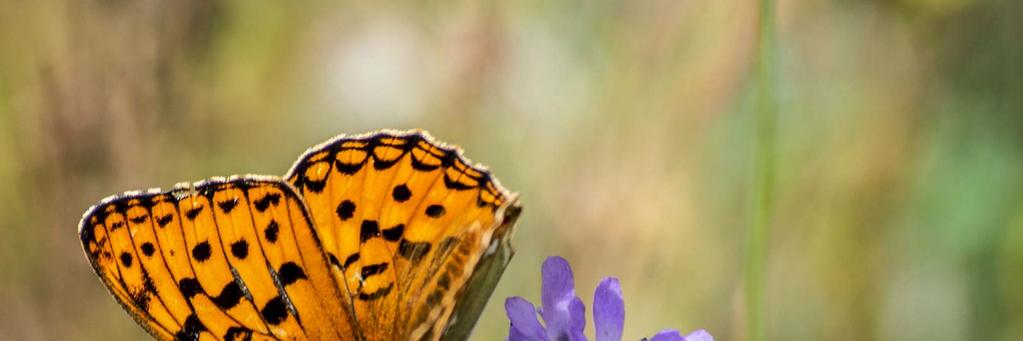 Vad kan vi göra för humlor, vildbin och andra pollinatörer? Tisdag 9 april kl 19.