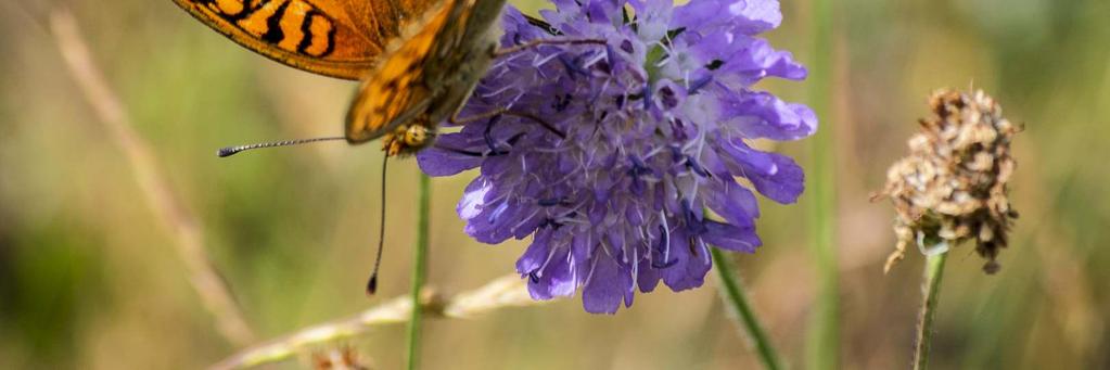 insekternas situation och hur man hjälpa dem om man är markägare i stort som smått, beslutsfattare eller intresserad av biologisk mångfald i allmänhet.
