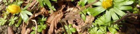 En annan sällan rapporterad art som förekommer på Ullstorp kyrkogård är lindskinn, som är en svampart som lever på barken av lind, främst på döende eller döda grenar.