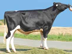 juverbalans och mjölkflöde. Han ger också fertilitet, kalvningar och produktion. Fördelar: Fertilitet och överlevande, rörelser. grzg 141 24 25 Mjölkprod.