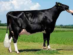 Famasio Stmb nr 843 Kod nr 9-7478 F: Fanatic Snowmassia Flacon Stmb nr 845 Kod nr 9-7480 F: Fanatic M: Penni MF: Snowman MM: Massia MF: Altaiota MM: Melissa VG-86 MMF: Shottle MMM: Massia 21 MMF: Mac