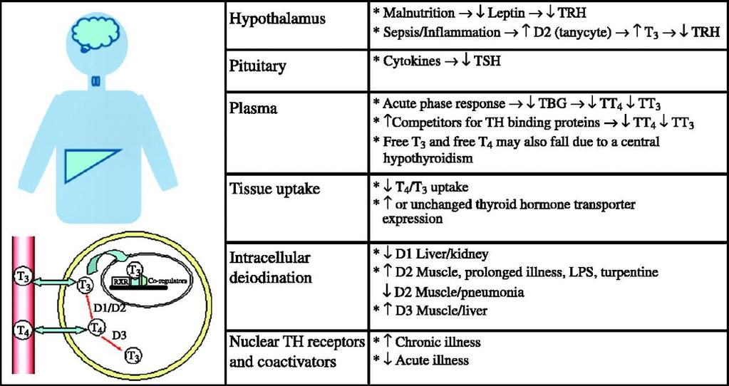 Summary of the mechanisms that give rise to the serum thyroid hormone changes in the