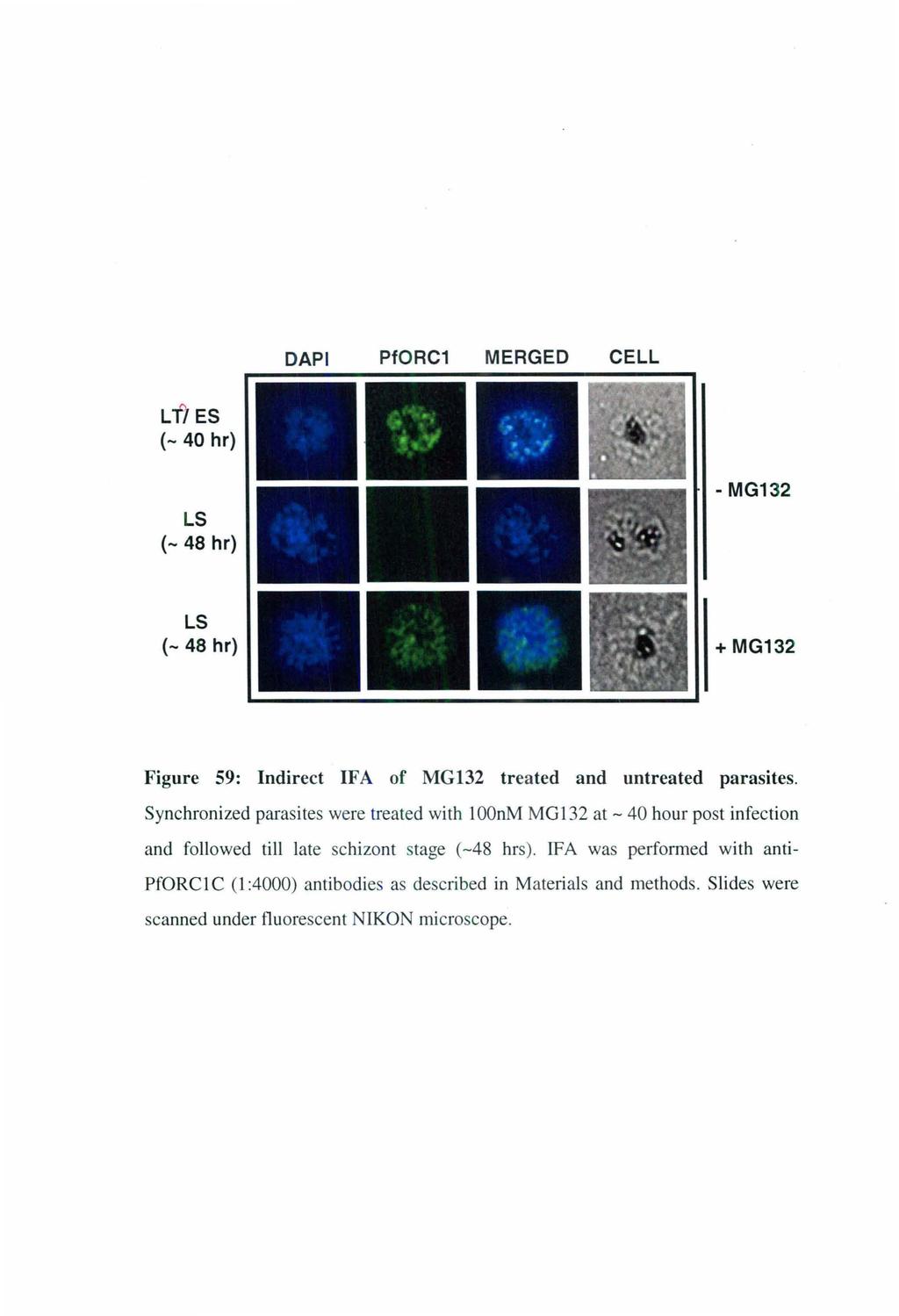 DAPI PfORC1 MERGED CELL Lfl ES (- 40 hr) LS (- 48 hr) - MG1 32 LS (- 48 hr) + MG132 Figure 59: Indirect IF A of MG 132 treated and untreated parasites.