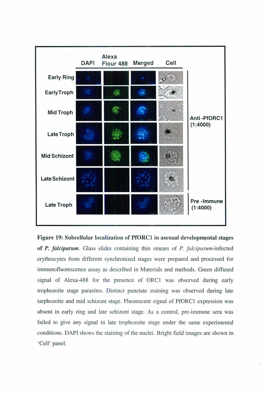 Alexa DAPI Flour 488 Merged Cell Early Ring EarlyTroph Mid Troph Late Troph Anti -PfORC1 (1 :4000) Mid Schizont Late Schizont Late Troph Pre -Immune (1 :4000) Figure 19: Subcellular localization of