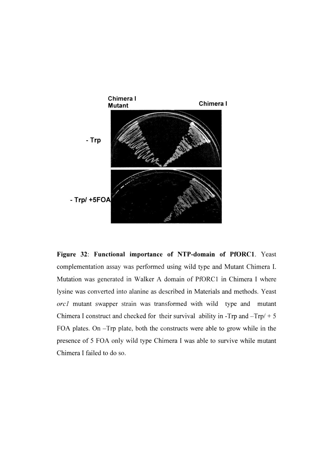 Chimera I Mutant Chimera I - Trp - Trp/ +SF Figure 32: Functional importance of NTP-domain of PfORCl. Yeast complementation assay was performed using wild type and Mutant Chimera I.