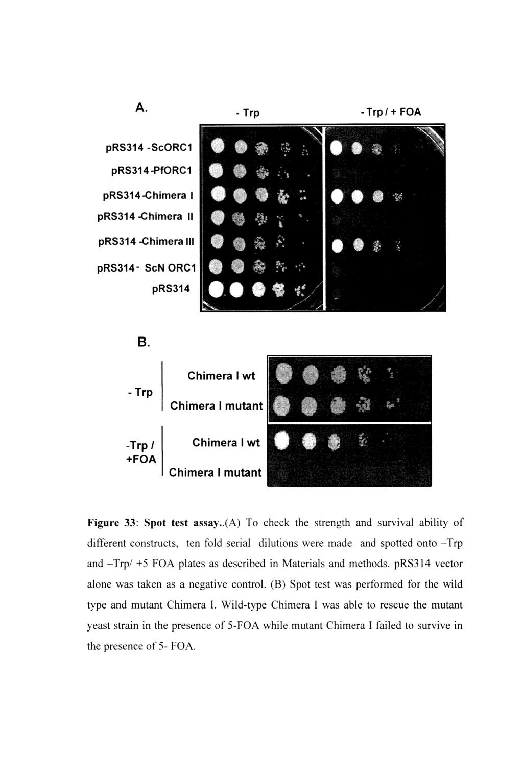 A. - Trp - Trp/ + FOA prs314 -SeORC1 prs314-pforc1 prs314-chimera I prs314 -Chimera II prs314 -Chimera III prs314- SeN ORC1 prs314 B.