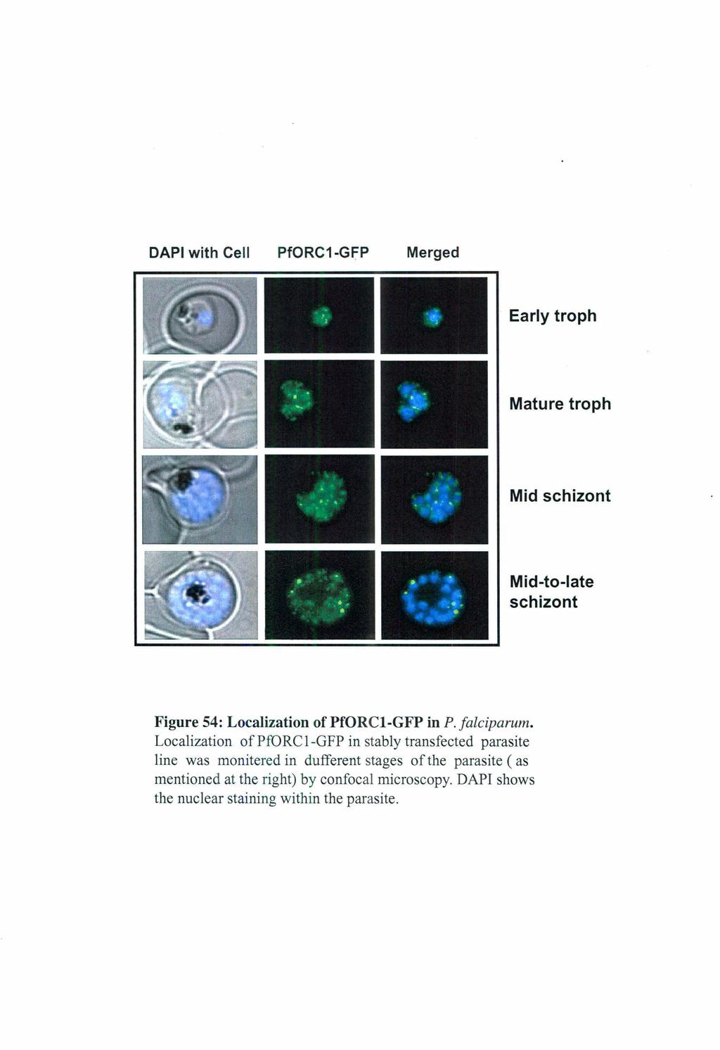 DAPI with Cell PfORC1-GFP Merged Early troph Mature troph Mid schizont Mid-to-Iate schizont Figure 54: Localization of PfORCI-GFP in P. Jalciparum.