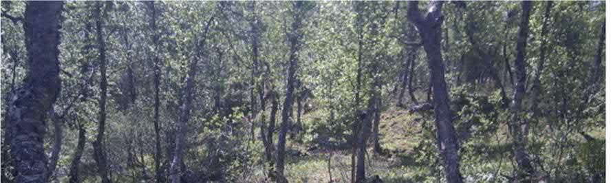 Figur 5. Något blötare område med gräs och björkar.