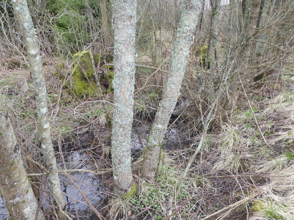 Objekt ID: 2 Naturvärdesbedömning: Visst naturvärde - naturvärdesklass 4 Dominerande naturtyp: Vattendrag Biotoper: Litet vattendrag Beskrivning: Litet dike/vattendrag med smal bård av yngre al.