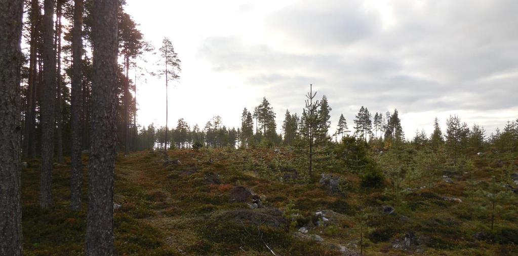 1.5 Förutsättningar och förändringar 1.5.1 Natur Området är beläget i jordbruksbygd men består till största delen av ett markberett hygge som tidigare varit bevuxet med i huvudsak barrskog.