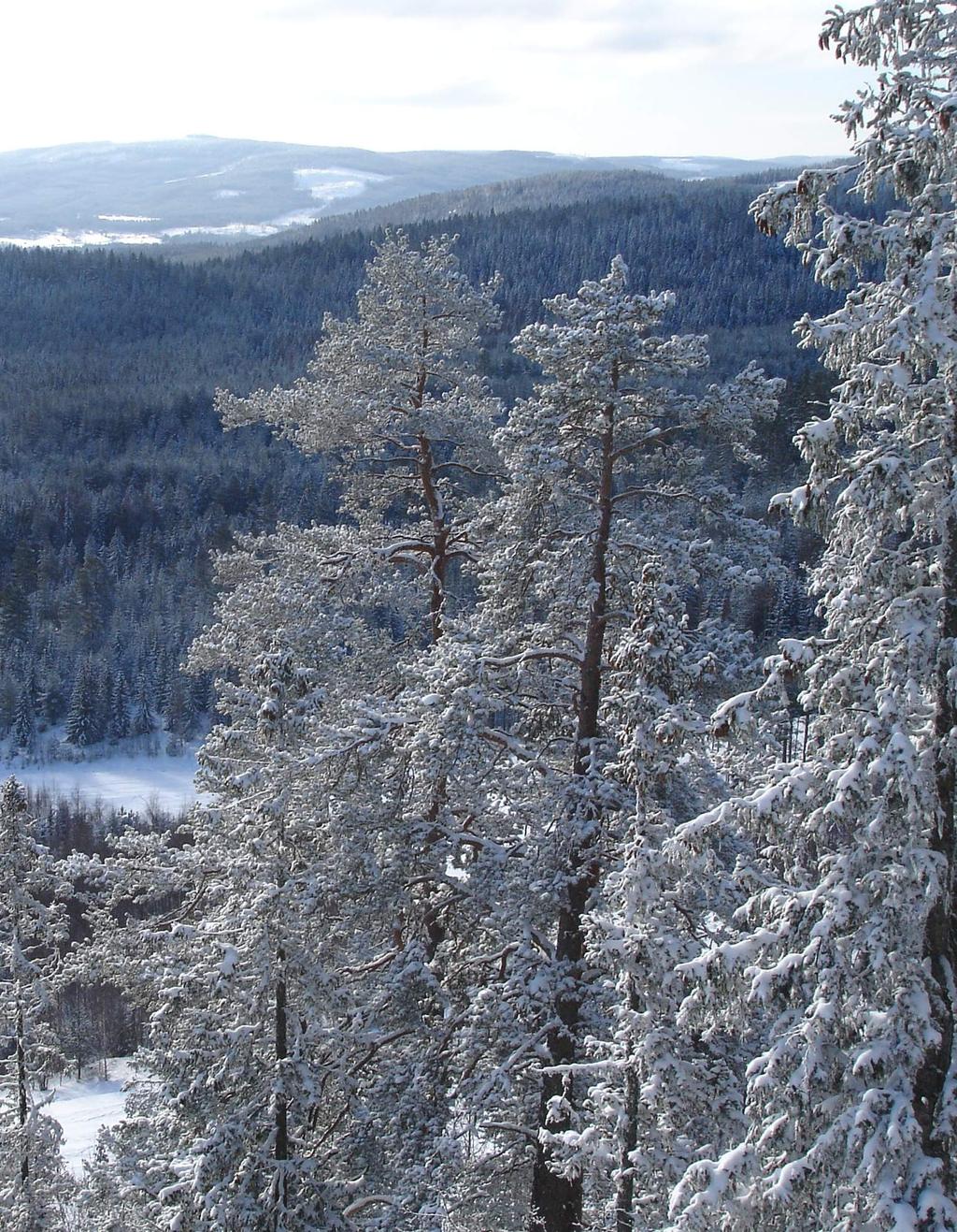 Kunskapsunderlag för regionala skogsprogram i norr SLUs bidrag till nulägesbeskrivning för de regionala skogsprogrammen i Norrbotten, Västerbotten, Jämtland, Västernorrland