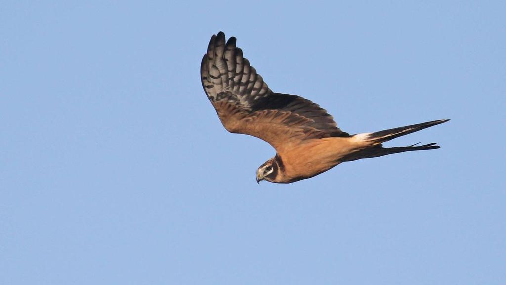 Falsterbo och Sydvästra Skåne med Guldkant 4 8 september 2019 med Richard Ottvall Fynden av stäpphök har varit många under flera av de senaste höstarna i Falsterbo.