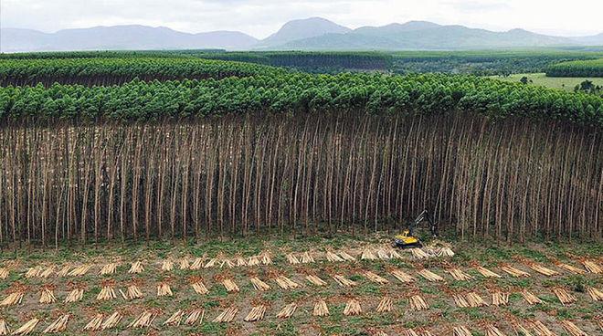 SNABBVÄXANDE PLANTAGER Tillgängliga skogsresurser kan möta det växande behovet av virkesresurser till 2030 https://wrm.org.