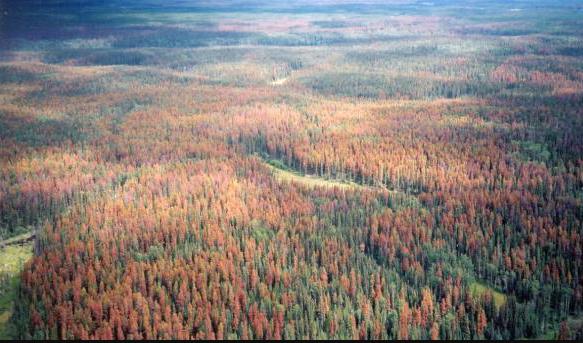 KLIMATET 2 Stress av torka och värme, ökade insektsskador, ökade stormskador och ökade skogsbränder leder till nedbrytning av bestånden Bayern omformar 260 000 ha till 2025 från monokulturer av