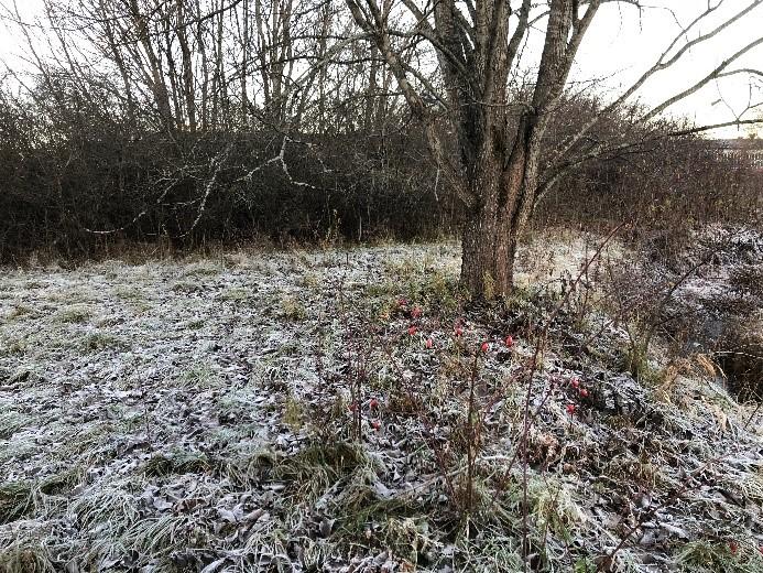 Bakgrund Uppsala kommun kommer att utveckla parkområdena längs Fyrisån och Librobäcken inom detaljplaneområdet Börje tull.