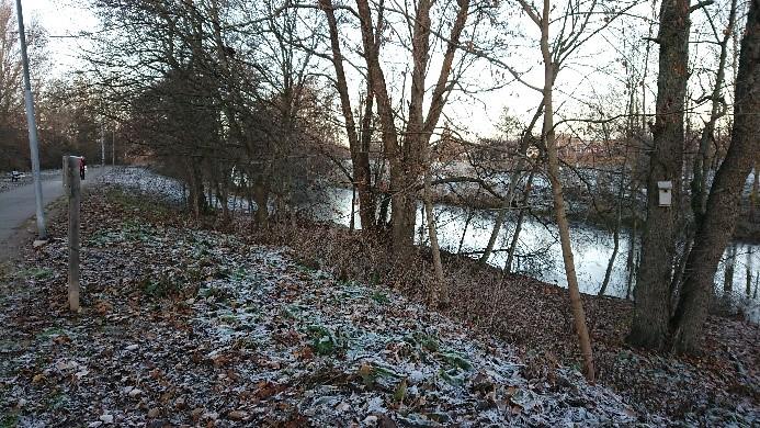 Lövbestånden domineras av äldre klibbal varav vissa individer har börjat utveckla hål i framförallt grenärr efter avfallna grenar.