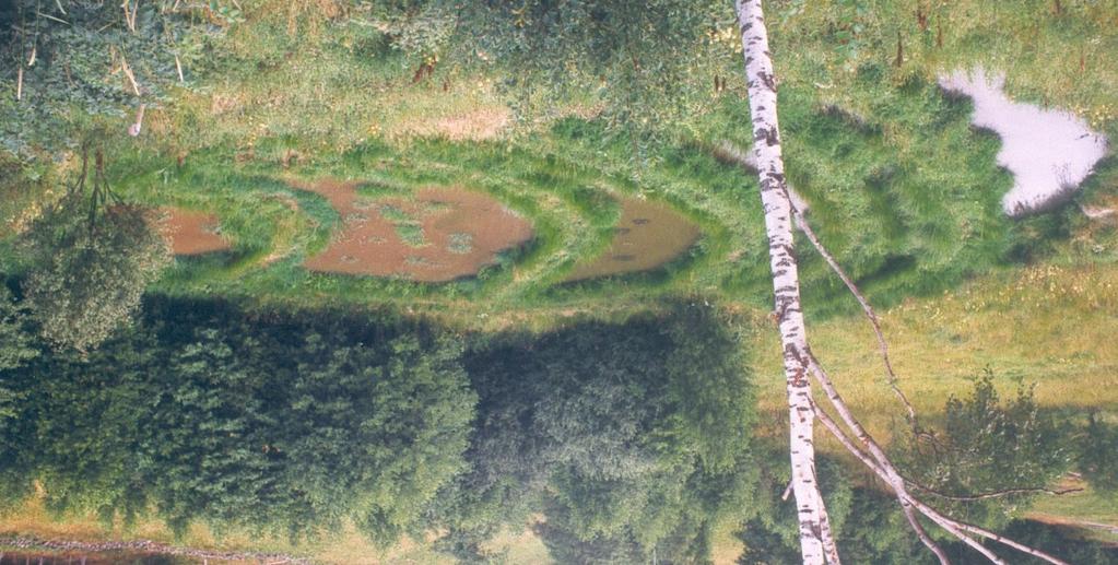 13 Ute i vattnet och på strandkanten har efter två månader (jämför med omslagsbilden) skuggande vegetation snabbt etablerats under sommaren (Foto: Olof Pehrsson 198-4) På strandkanten breder