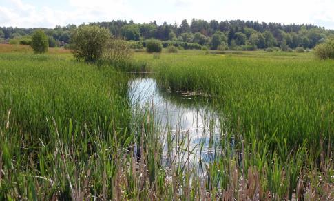 Dammar och våtmarker - kontroll & tillsyn Kontroll vid tillsyn Finns egenkontrollprogram och skötselplan och följs de? Har sediment avlägsnats någon gång?
