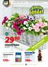 179:- 199:- Lev livet lite grönare HÄNGPETUNIA PETUNIAVECKA.   /blomsterlandet. För hela trädgården. Extra brett sortiment!