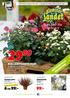 99:- Lev livet lite grönare. BOLLKRYSANTEMUM Chrysanthemum x morifolium ø 12 cm kruka. Välj bland flera färger. Ord. pris 39 90