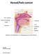 Huvud/hals-cancer. Anatomi och lokalisation av undergrupperna av HH tumörer. Naso-(=epi)farynx. Orofarynx (mellansvalg) Munbotten. Tungbas.
