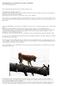 Vardagsträning är friskvård för hundar i alla åldrar. Text & foto:birgit Hillerby