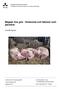 Magsår hos gris - förekomst och faktorer som påverkar
