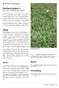 BORSTNEJLIKA. Dianthus barbatus L. Ett-, två- eller flerårig, friland. Odling. Skörd. Sorter. Användning