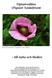 Opiumvallmo (Papaver Somniferum)
