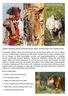 KAMELFESTIVAL TIGER NOSHÖRNING. Indien, 12-23 november 2016. Upplev världens största kamelmarknad, tigrar, noshörningar och mycket annat.