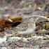 Autumn migration of some passerines on the island of Capri, southwestern Italy