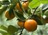 Apelsin ( Citrus aurantium var aurantium) Apelsin Citrus aurantium var aurantium. Anis Pimpinella anisum. Amyris Amyris balsmifera