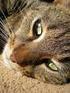Utsöndring av klamydia från kliniskt friska katter