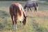 Den unga hästens biologiska beteende i samband med inridning och utbildning