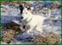 Raskompendium PARSON RUSSELL TERRIER