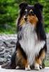 SHETLAND SHEEPDOG (Shetland Sheepdog)