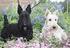 SKOTSK TERRIER (Scottish Terrier)