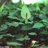 Arum maculatum L. (Munkhätta)