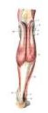 1. M. gastrocnemius, Caput mediale 2. M. gastrocnemius, Caput laterale 9. Tuber calcanei