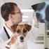 Kronisk gastroenterit hos hund
