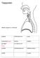 Talapparaten. Bildkälla: Engstrand, O: Fonetik light. lungorna luftströmsprocess energi. struphuvudet larynx fonation ljudkälla.