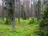 FSC-standard för skogsbruk i Sverige