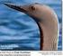 Reduced survival of Black-throated Diver Gavia arctica