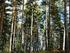 Avesta 97 ha. Skogsfastighet på tillväxt