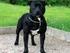 STAFFORDSHIRE BULLTERRIER (Staffordshire Bull Terrier)