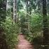 En promenad i den skånska bokskogen om våren främjar Lyhördheten