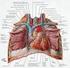 Heart Anatomy. ⅔ s of it lies to the left of the midsternalline