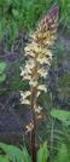 Tistelsnyltrot Orobanche reticulata är i