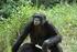 Sexuellt beteende hos bonoboapor (Pan paniscus) och evolutionära fördelar med icke-reproduktiv sexualitet