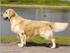 GOLDEN RETRIEVER. Grupp 8